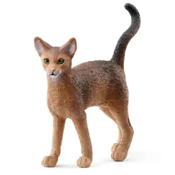 Abyssinian Cat