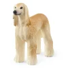 Afghan Hound