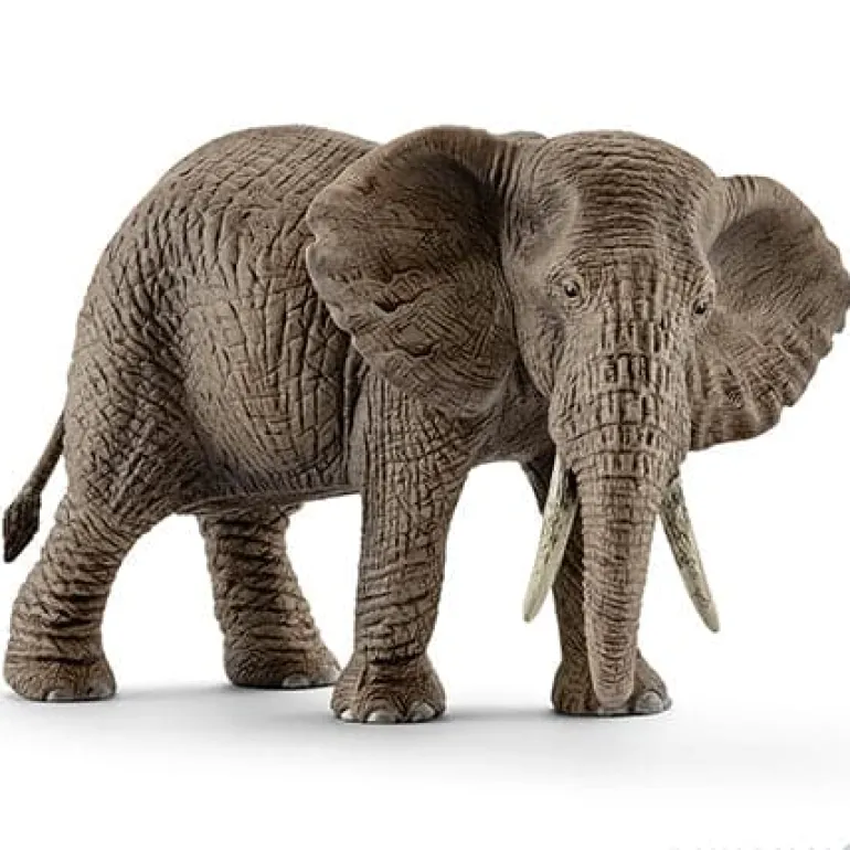 African Elephant, Female 2024