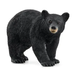 American Black Bear