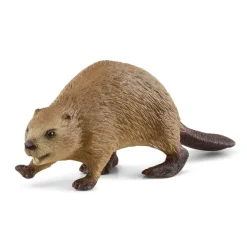 Beaver