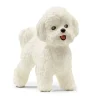 Bichon Frise