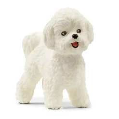 Bichon Frise