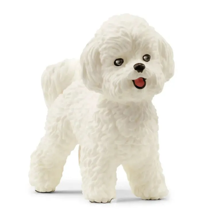 Bichon Frise