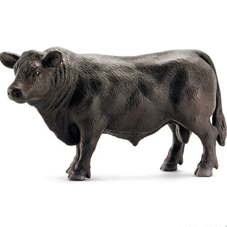 Black Angus Bull