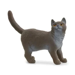 British Shorthair Cat