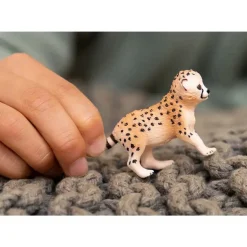 Cheetah Cub