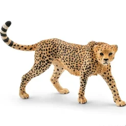 Cheetah, Female