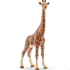 Giraffe, Female