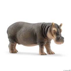 Hippopotamus
