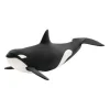 Killer Whale