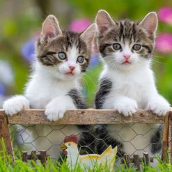 Kittens - 3x49 Piece Puzzle