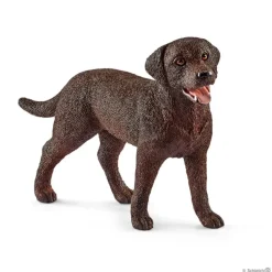 Labrador Retriever, Female