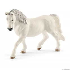 Lipizzaner Mare