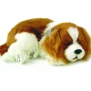 Perfect Petzzz Cavalier King Charles