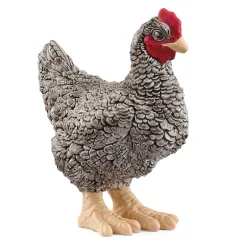 Plymouth Rock Chicken