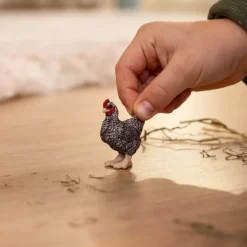 Plymouth Rock Chicken