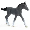 Trakehner Foal