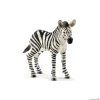 Zebra Foal