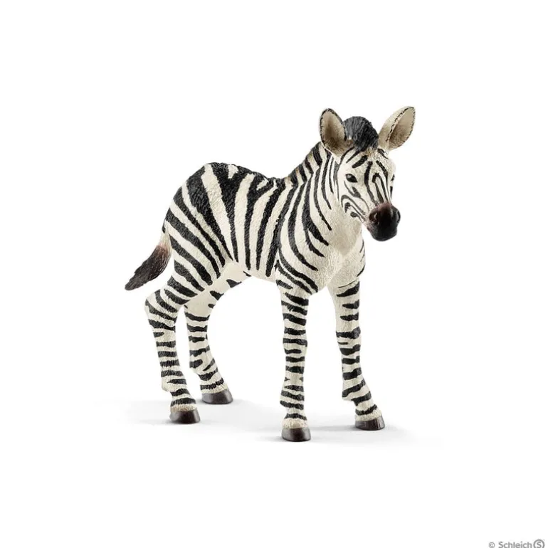 Zebra Foal